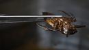 Kumbang air yang dapat dimakan ketika disiapkan untuk hidangan di dapur restoran Insects in the Backyard, Bangkok, 15 Agustus 2017. Restoran ini menjadi yang pertama membuka menu hidangan makanan dengan kombinasi serangga. (LILLIAN SUWANRUMPHA/AFP)