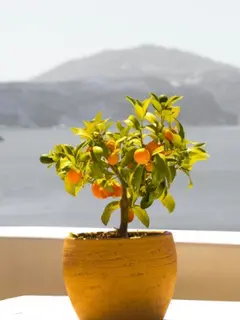 Ilustrasi Buah di Pot/Photo by Andreas M on Unsplash