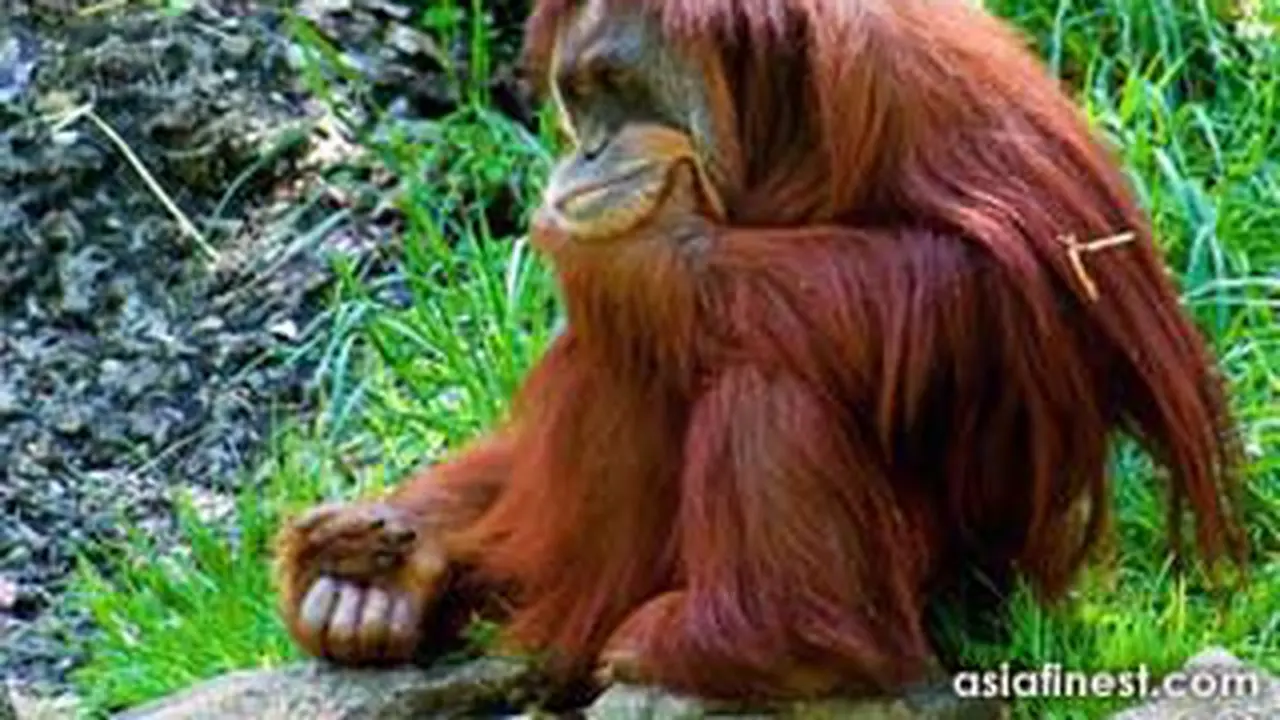 110531borang-utan.jpg