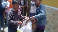 Ular-ular berukuran besar yang berhasil ditangkap itu rata-rata sepanjang 3 meter. (Liputan6.com/Edhie Prayitno Ige)
