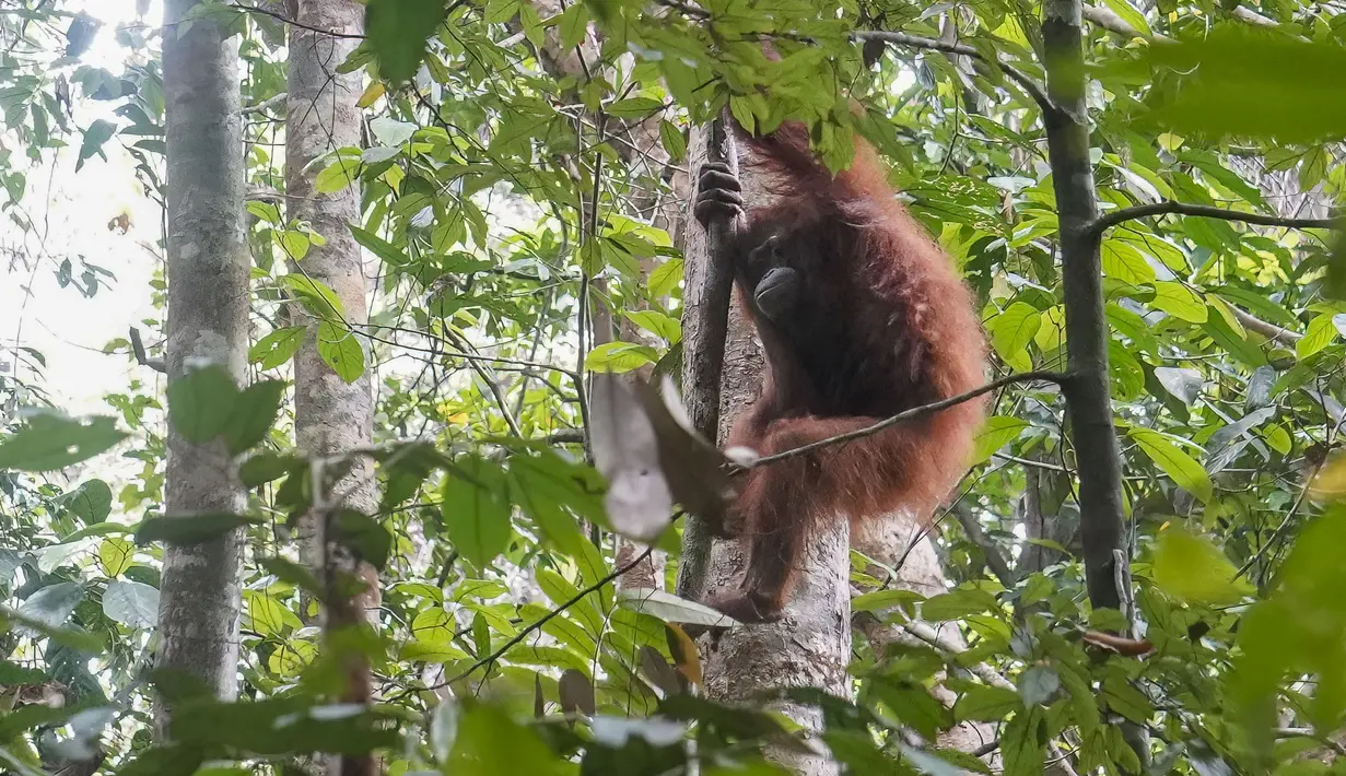 Seekor orangutan bergerak di antara dahan pepohonan setelah dilepasliarkan di Hutan Lindung Batu Nyambu, Kabupaten Ketapang, Kalimantan Barat, Kamis (29/10/2026). Orangutan tersebut merupakan satu dari sembilan individu yang diselamatkan dari kebakaran hutan dan dikembalikan ke habitat alaminya. (Ilham Pratama/AFP)