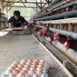 Budidaya longyam alias balong dan ayam membuat petambak lebih untung. (Foto: Liputan6.com/Muhamad Ridlo)