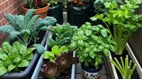 6 Desain Kebun Sayur di Halaman yang Estetik, Padukan Fungsi dan Keindahan