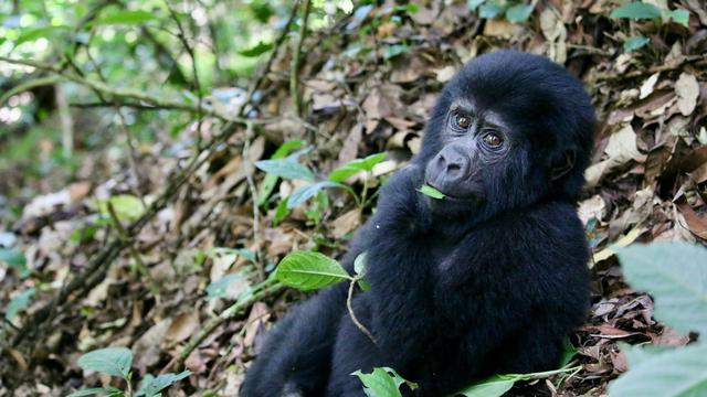 Bwindi Impenetrable National Park, Uganda