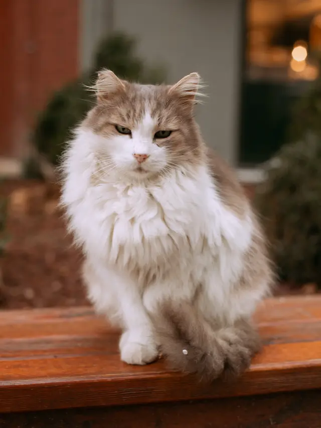 Kucing Ragamuffin