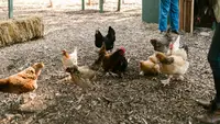 9 Ide Pakan Ayam Kampung dari Serangga Alami Pekarangan yang Bergizi, Tekan Biaya