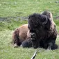 Bison di Yellowstone National Park, Wyoming pada 11 Mei 2016. (MLADEN ANTONOV / AFP)