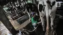 Pekerja saat menyelesaikan pemerahan susu sapi di peternakan Mahesa Perkasa, Depok, Jawa Barat, Minggu (28/3/2021). Dalam sehari, peternakan Mahesa Perkasa mampu memproduksi 1.000 liter susu sapi yang diperah selama dua kali. (merdeka.com/Iqbal S. Nugroho)