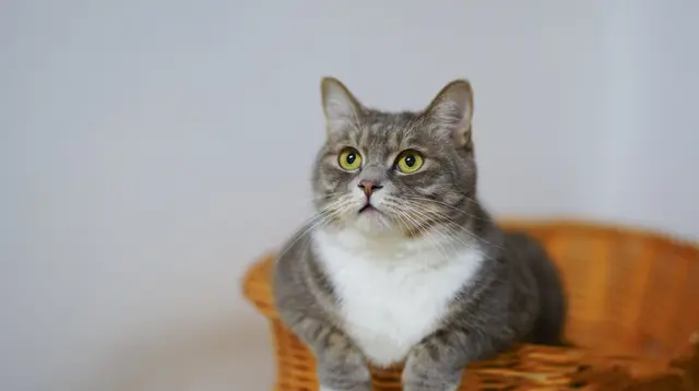 Kenapa Kucing Suka Membawa Hewan atau Benda ke Rumah? Bisa Jadi Tanda Kedekatan
