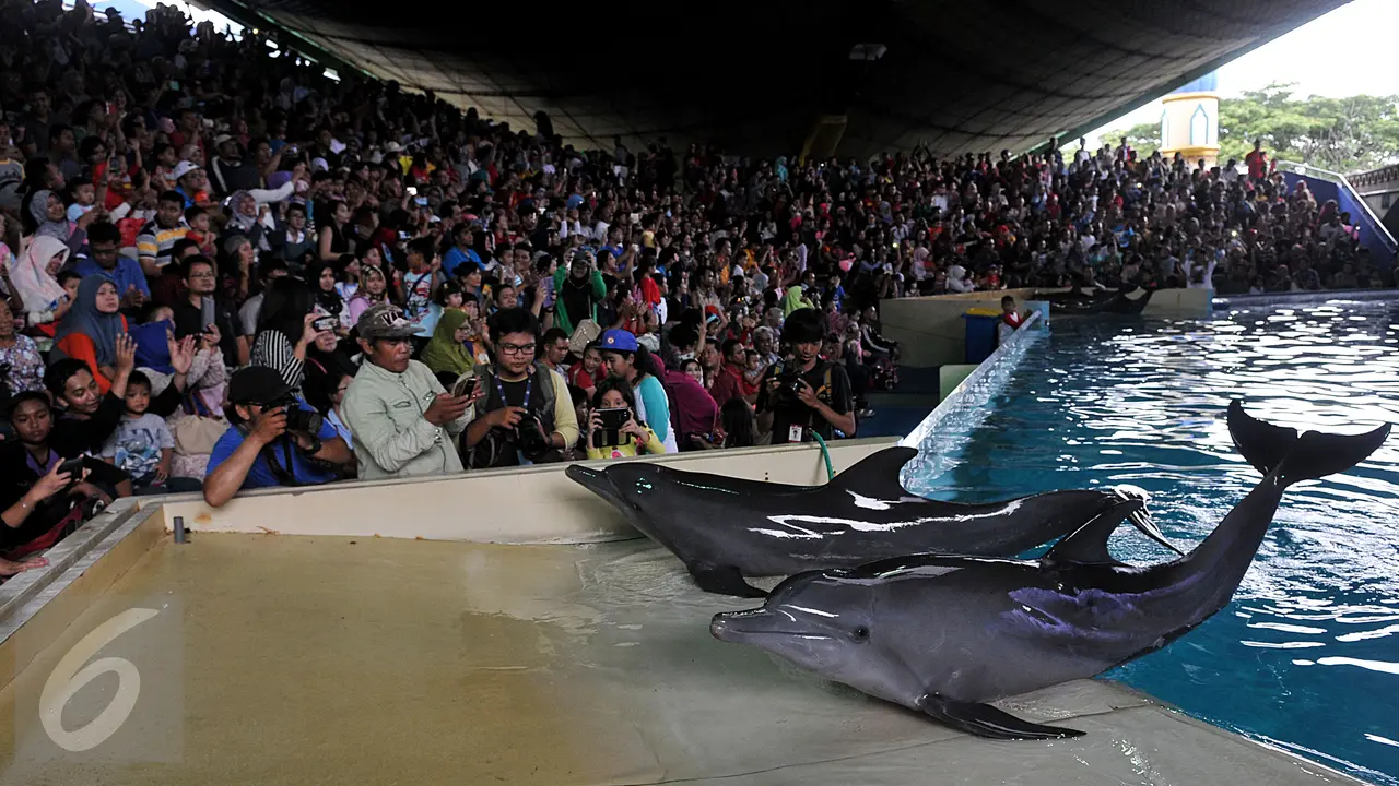 20160208-Pertunjukan Lumba-lumba Meriahkan Libur Imlek di Ancol-Jakarta