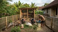 Ide Memelihara Ayam Kalkun Skala Rumahan, dari Hobi hingga Peluang Bisnis