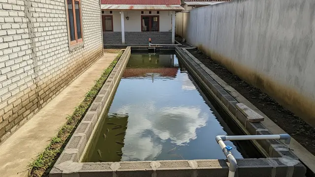 Desain Kolam Ikan Air Tawar yang Mudah Dikuras dan Praktis untuk Rumah Subsidi Model Persegi Panjang di Samping Rumah