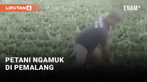 VIDEO: Petani di Pemalang Ngamuk Akibat Harga Sayuran Anjlok