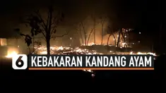 kebakaran kandang ayam thumbnail
