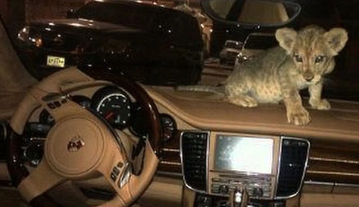 Tak hanya punya mobil mewah, anak orang kaya seperti @filipabdeli takkan ragu memelihara hewan buas seperti singa. Apakah anak singa ini akan dipelihara hingga besar?