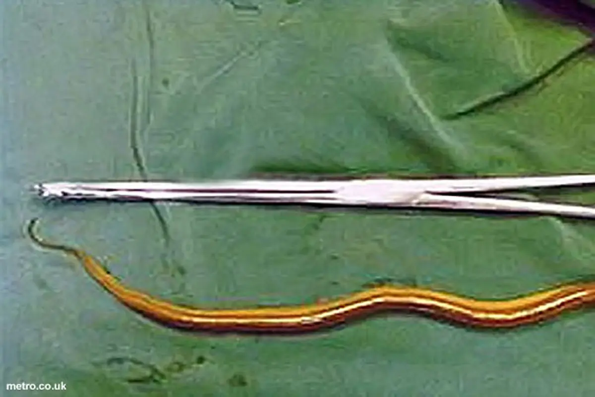 belut-masuk-kelamin-131105c.jpg