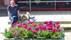 Sejumlah pot bunga tulip terlihat di jalanan Amsterdam, Belanda (8/4/2020). Festival Tulip Amsterdam 2020 menampilkan tulip di jalan-jalan sepanjang bulan April. Akibat epidemi COVID-19, beberapa lokasi pameran tulip ditutup tahun ini. (Xinhua/Sylvia Lederer)