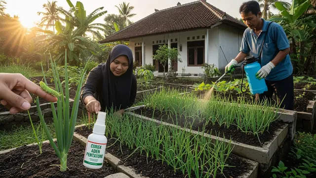 cara membuat kebun daun bawang mini panen setiap minggu
