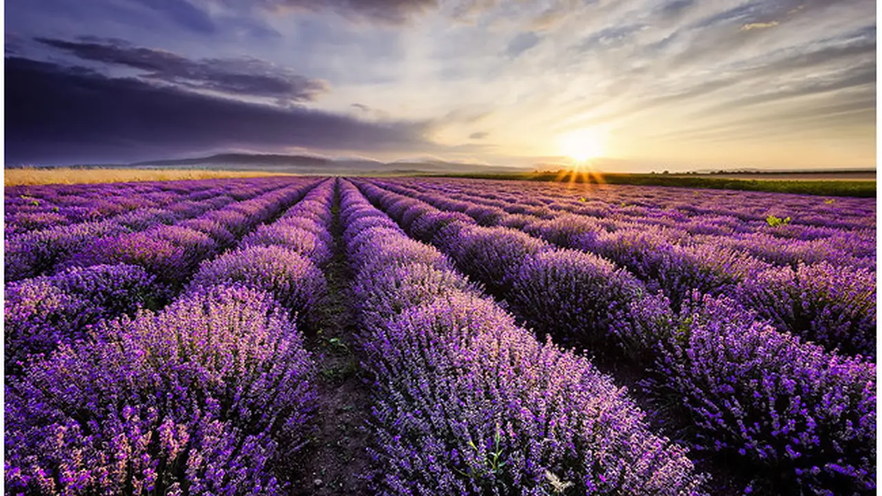 Mengintip Foto Keindahan Nuansa Ungu di Perkebunan Lavender