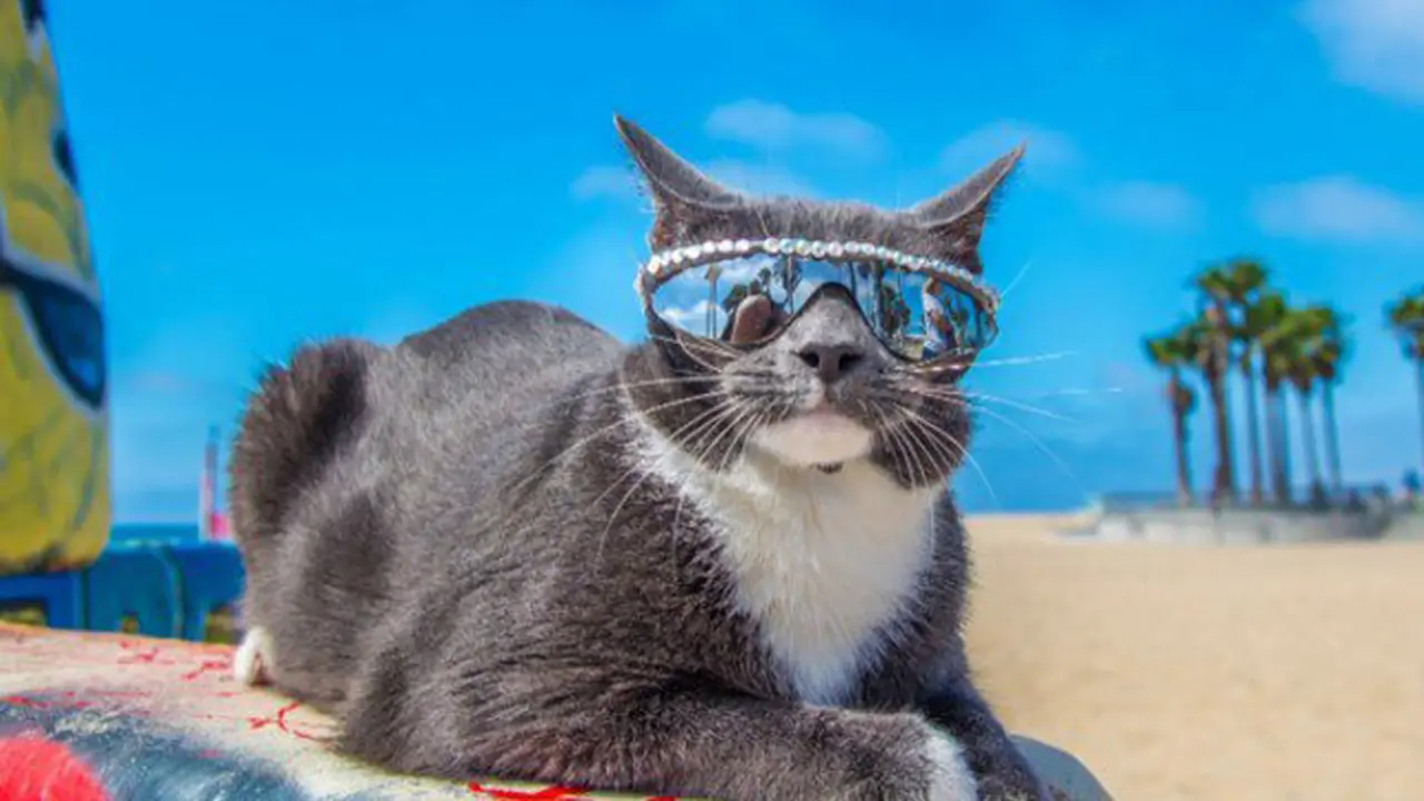 Bagel, Kucing Paling Keren yang Buat Netizen Klepek-klepek