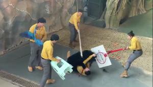 Seekor beruang hitam di Taman Safari Hangzhou menyerang seorang petugas, Sabtu, 6 Desember 2025 (dok. Tangkapan layar X @IpaulCanada/https://x.com/iPaulCanada/status/1997408362896519178?t=6GR1EuVexz7Zd_QZCmUtcA&s=19/faqih nuriman)