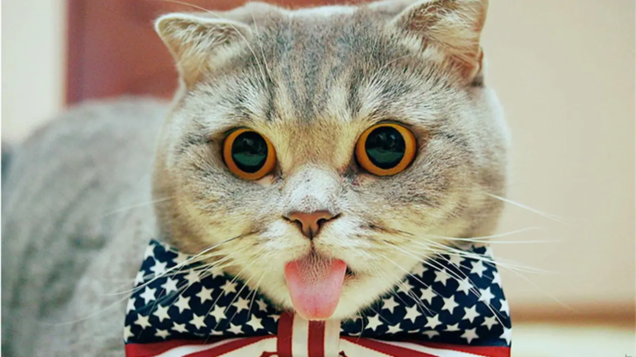 Kucing Lucu Ini Tirukan Pose Julurkan Lidah Ala Albert Einstein