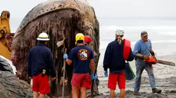 Petugas saat memotong bagian tubuh paus bungkuk yang mati terdampar di pesisir Leucadia, California, Amerika Serikat, Senin (18/7). Paus berbobot 22 ton ini harus dievakuasi dengan cara dipotong menjadi empat bagian. (REUTERS/Mike Blake)