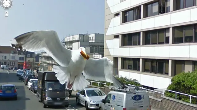 7 Foto Kocak Hewan Tertangkap Kamera Google Street View