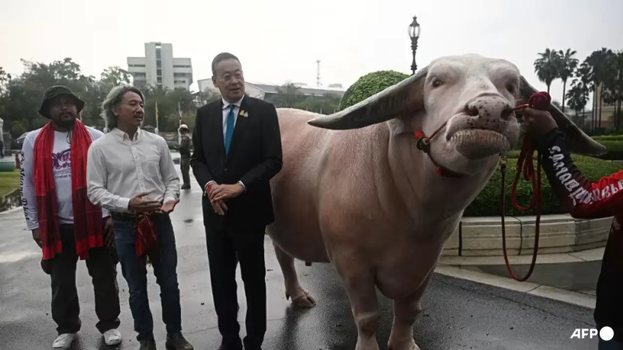 Perdana Menteri Thailand Srettha Thavisin terlihat bersama Ko Muang Phet, seekor kerbau putih yang dijual seharga 18 juta baht, di Gedung Pemerintah di Bangkok pada 20/3/2024. (AFP/Lillian Suwanrumpha)