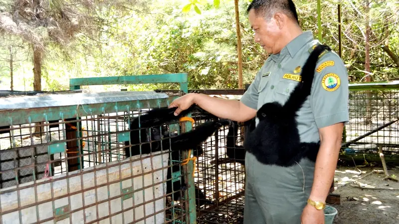 Putri Bupati Bengkulu Selatan Serahkan Monyet Ke BKSDA