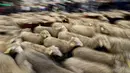 Kawanan domba dan kambing digiring menuju pusat kota Madrid pada Minggu (20/10/2019). Para gembala Spanyol menggiring sekitar 2.000 domba ke jalan-jalan untuk melindungi hak menggembala, migrasi dan menggiring ternak yang semakin terancam oleh perluasan permukiman. (OSCAR DEL POZO / AFP)