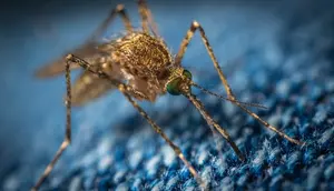 Dua Karyawan Bandara Jerman Meninggal Terinfeksi Malaria