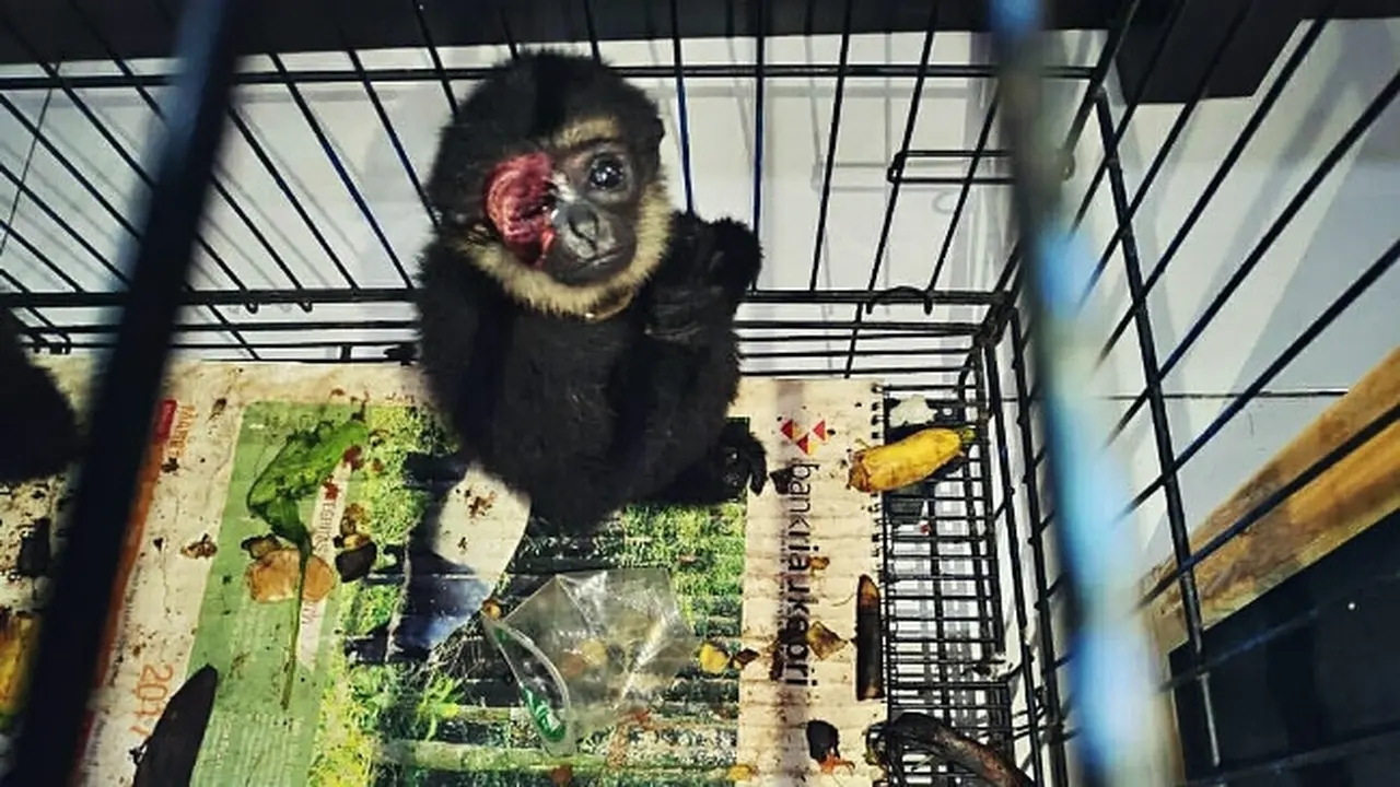 Seekor primata yang pernah diselamatkan Polda Riau dari perdagangan ilegal satwa.