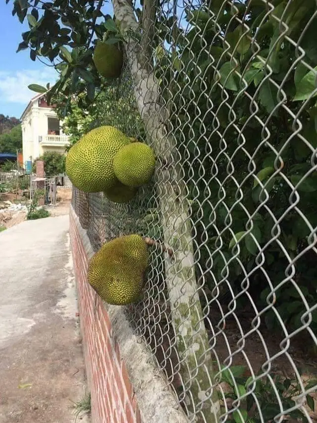 6 Momen Tak Terduga Ketiban Rezeki Buah Tetangga, Mujur Banget