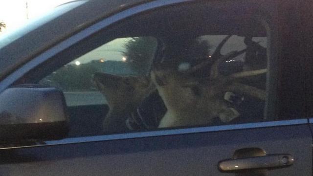 Kumpulan Potret Mobil yang Disulap Jadi Angkutan Hewan Ternak (ist)