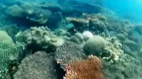 VIDEO: Pesona Keindahan Bawah Laut Pulau Kelapan