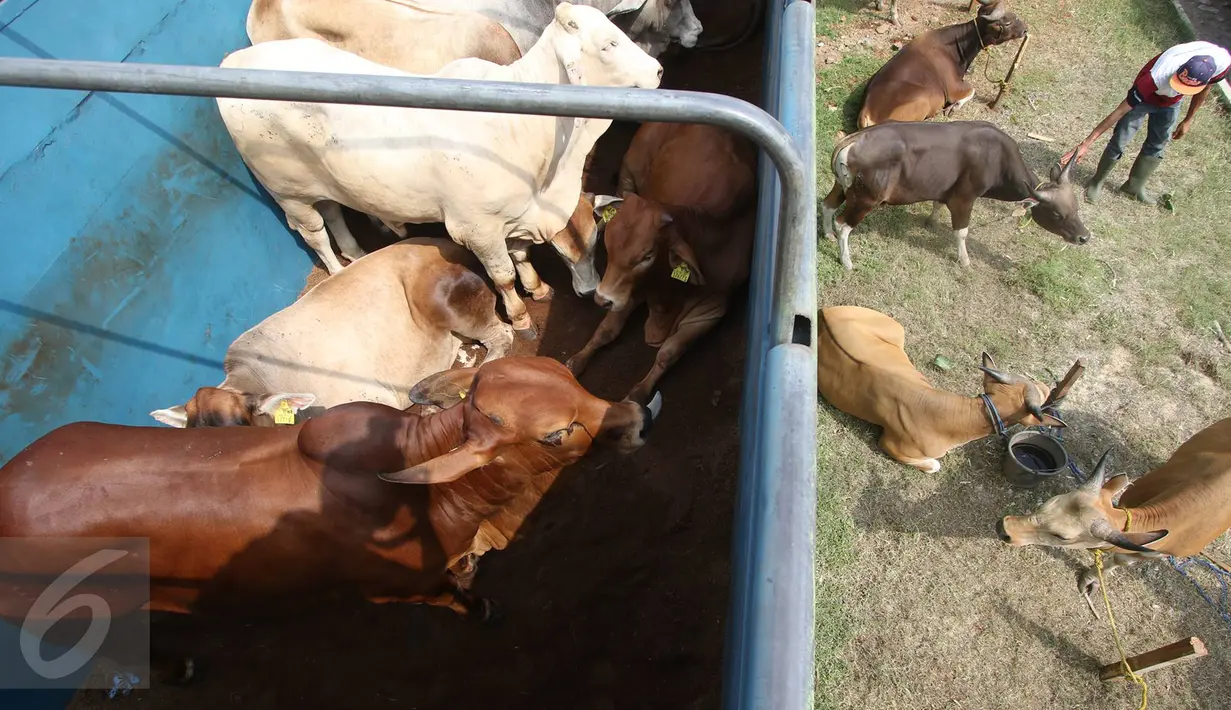 Sejumlah sapi yang dijual saat peresmian Toko Tani Indonesia (TTI) Permanen di Pasar Minggu, Jakarta, Rabu (15/6). Di Toko Tani yang buka setiap hari hingga H-1 Idul Fitri ini daging sapi dijual Rp 75 ribu per kg. (Liputan6.com/Immanuel Antonius)