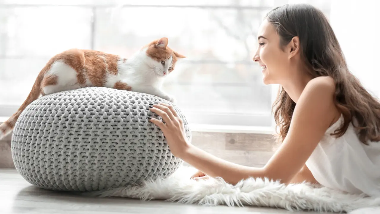 Anakan atau Kucing Dewasa, Mana yang Paling Tepat Dijadikan Teman di Rumah?