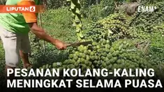 Berkah Ramadan Bagi Pengolah Kolang Kaling, Pesanan Meningkat