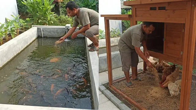 Jangan Memberikan Pakan Lele dan Ayam Secara Berlebihan