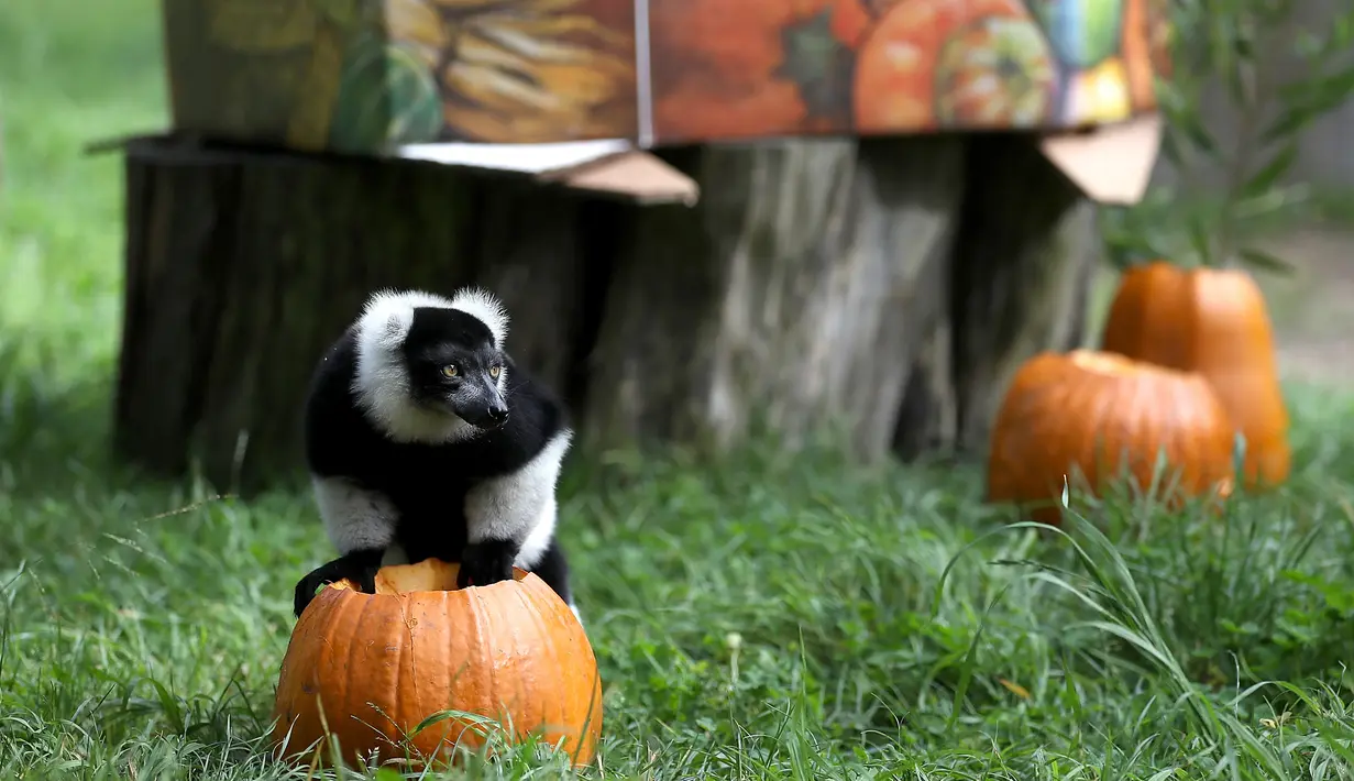 Lemur lorek hitam-putih berdiri di atas labu yang diletakkan dalam kadang Kebun Binatang San Francisco, California, 26 Oktober 2018. Lemur di kebun binatang itu menerima labu berisi kudapan untuk merayakan Halloween. (Justin Sullivan/Getty Images/AFP)