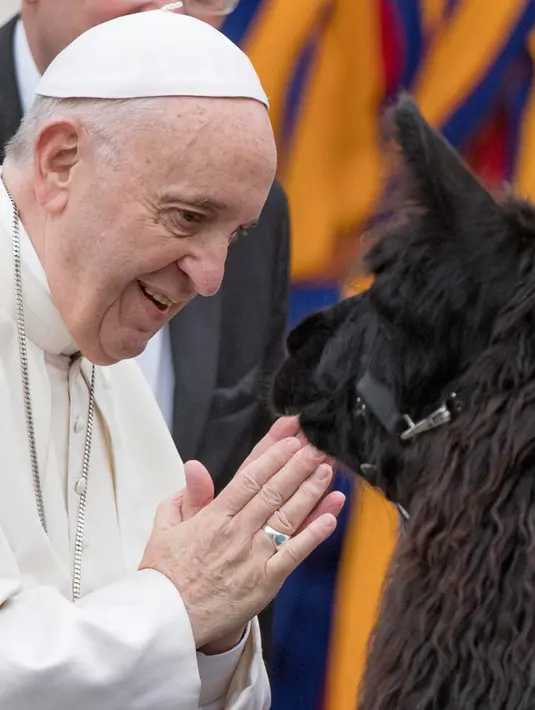 Senyum Paus Fransiskus saat menerima kedatangan tiga ekor llama di Lapangan Santo Petrus, Vatikan, Rabu (11/4). Tiga pria dari Tyrol Selatan di Italia Utara berjalan dengan tiga llama menuju Vatikan. (AP Photo/Andrew Medichini)