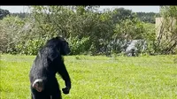 Simpanse Vanilla terlihat gembira untuk pertama kalinya melihat langit biru, setelah dikurung selama 28 tahun. (Foto: Screenshot video YouTube @SavetheChimps)