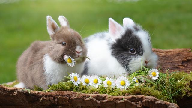<span>Ilustrasi kelinci (Sumber: Pixabay)</span>
