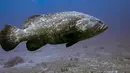 Selama bulan ini, di lepas Pantai Boynton, di pantai Atlantik Florida di utara Miami, para penyelam dibuat terkesima oleh ikan raksasa ini, yang panjangnya bisa mencapai 2,4 meter atau sekitar delapan kaki. (Jesus OLARTE / AFP)