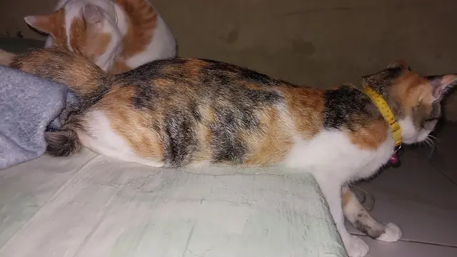 6 Potret Kucing Duduk tapi Berdiri Ini Bikin Heran, Bersantai dengan Gaya Absurd