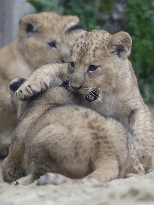 Tiga bayi singa berber bermain dalam kandang mereka di kebun binatang di Dvur Kralove, Republik Ceko, Kamis (10/9/2020). Tiga bayi singa berber yang lahir pada 5 Juli lalu tersebut merupakan subspesies langka dan telah punah di alam liar. (AP Photo/Petr David Josek)