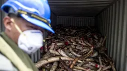 Seorang pekerja satwa liar Malaysia terlihat di depan kontainer bersih ratusan gading gajah sebelum dimusnahkan di pusat Pengelolaan Limbah Kualiti Alam di Port Dickson, Malaysia, Kamis (14/4/2016). (AFP PHOTO/MANAN Vatsyayana)