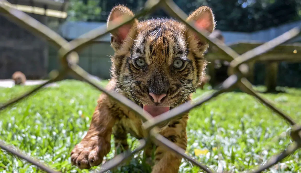 Seekor anak harimau Sumatera (Panthera tigris sumatrae) yang masih berusia sepuluh minggu saat debut mereka di Taman Safari Indonesia II Prigen, Pasuruan, Jawa Timur, Kamis (4/6/2026). (Juni KRISWANTO/AFP)