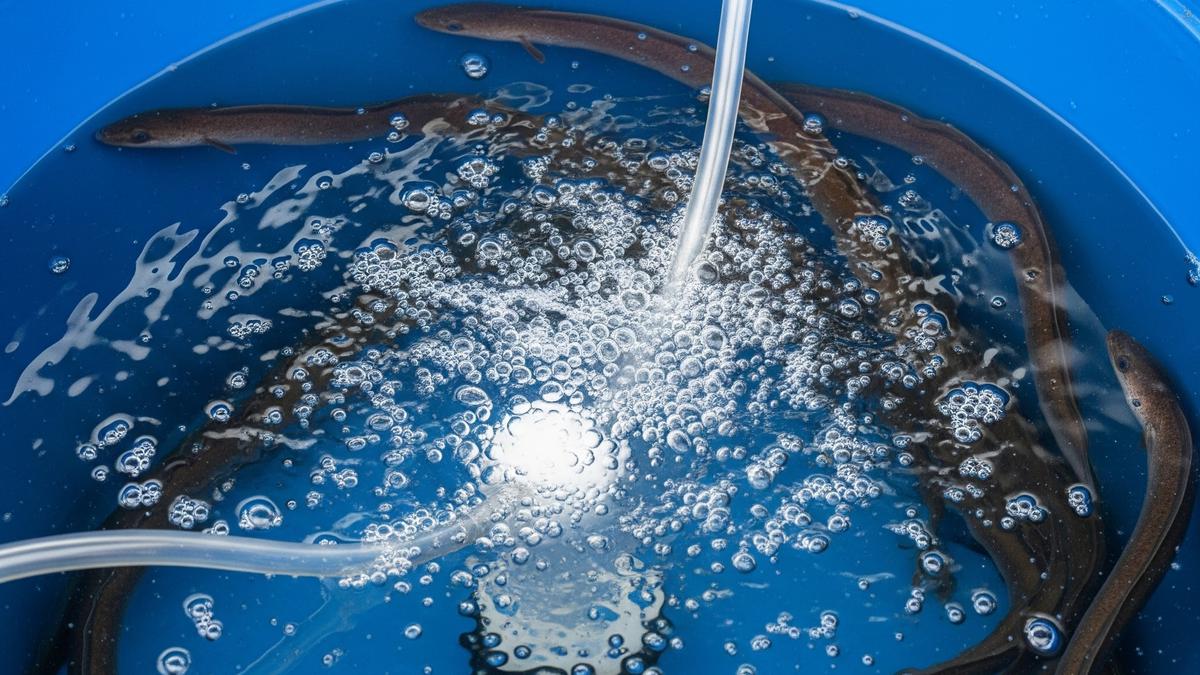 8 Cara Ternak Belut di Drum Bekas Tanpa Lumpur untuk Pemula, Mudah dan Hasilkan Panen Maksimal
